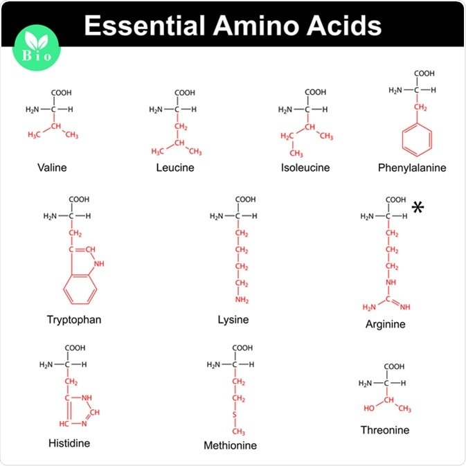 Amino Acids For Kids