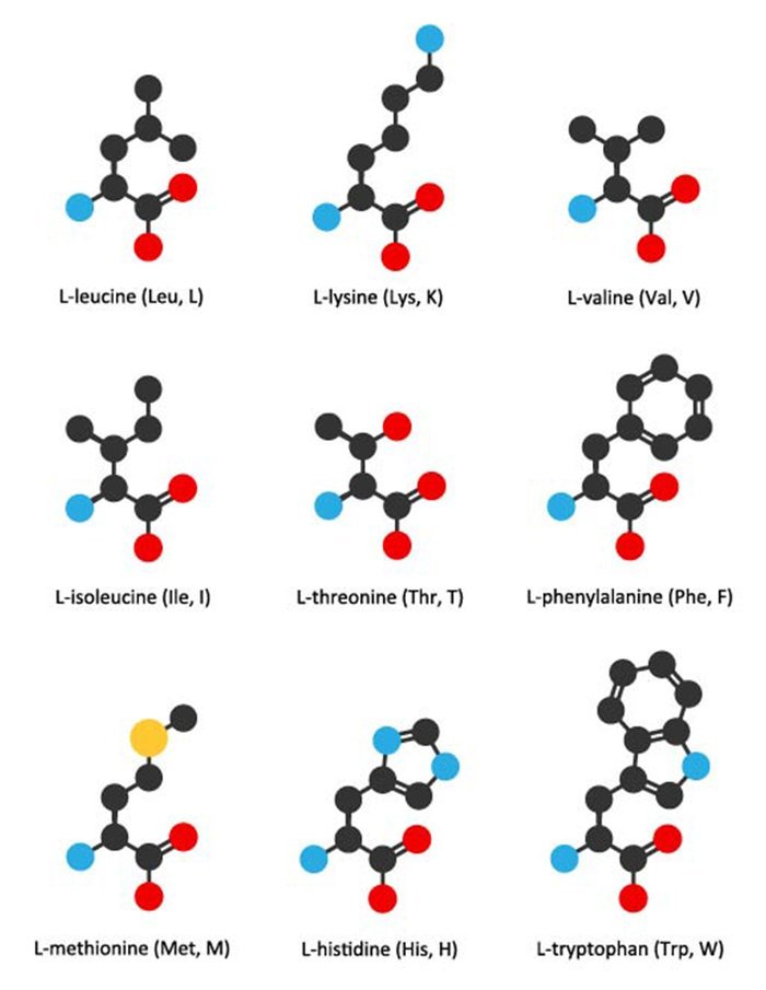 Amino Acids For Muscle Growth