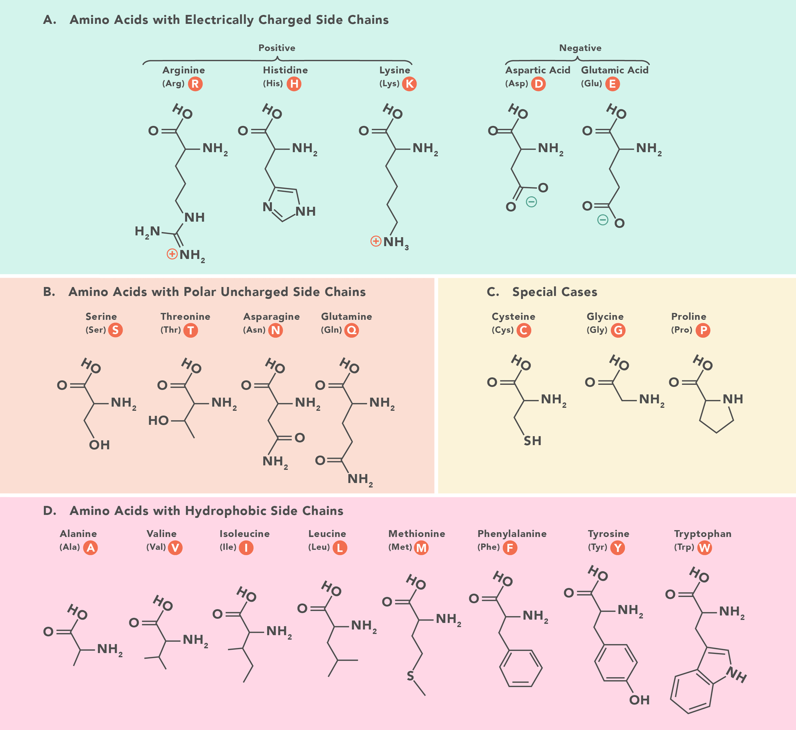 Amino Acids For Women