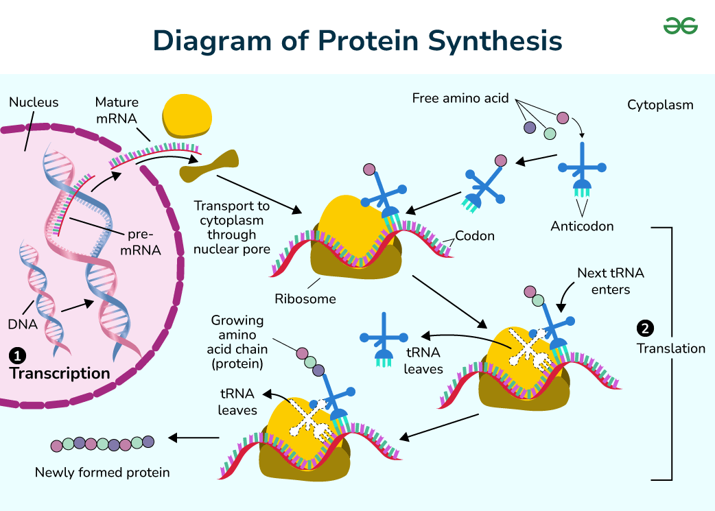 Amino Acids Function