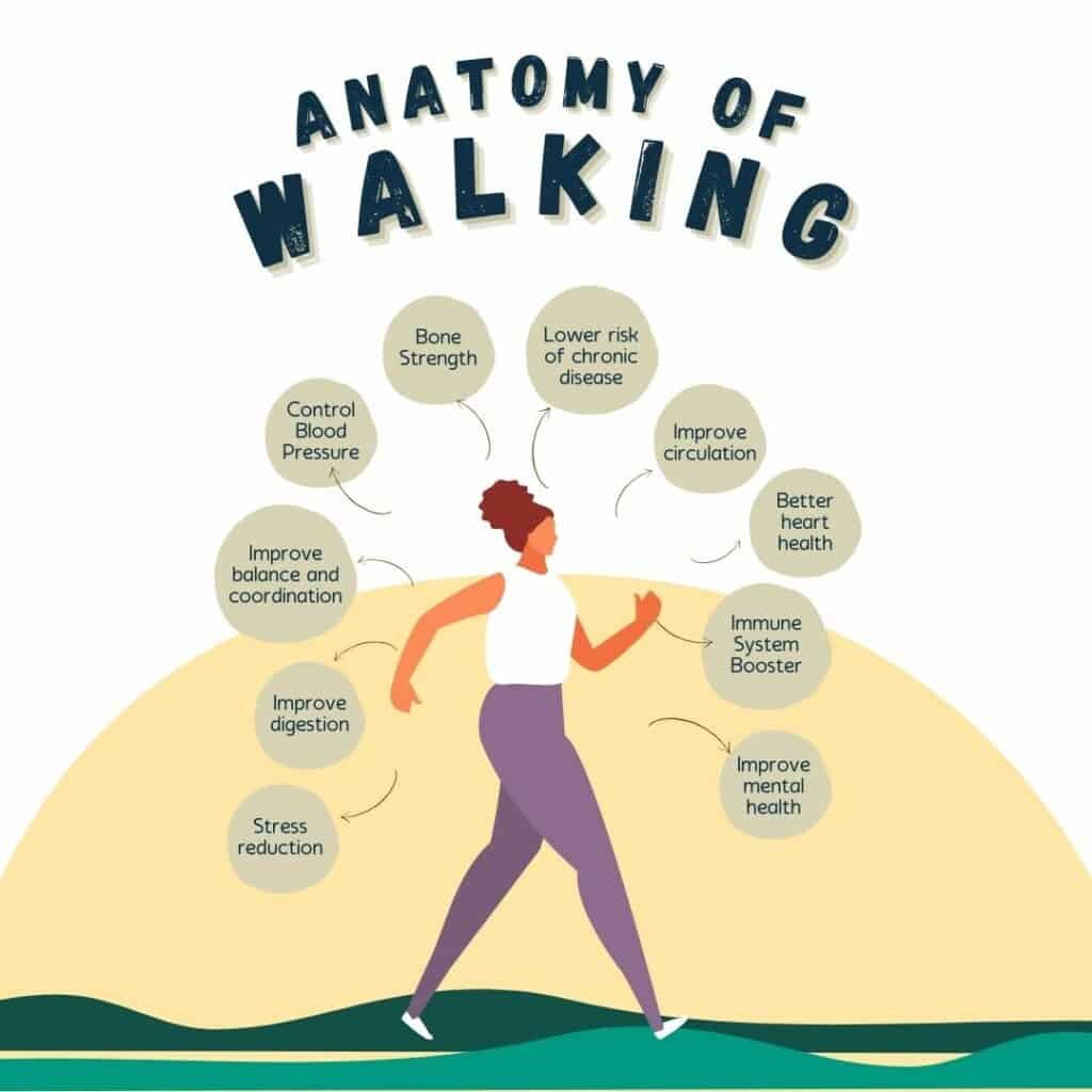 Fitness Focus: The Health Benefits of Walking Daily